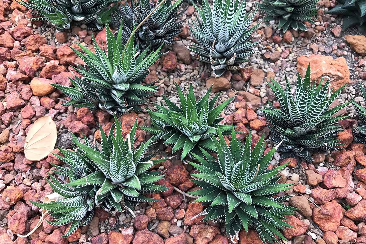 Zebra haworthia